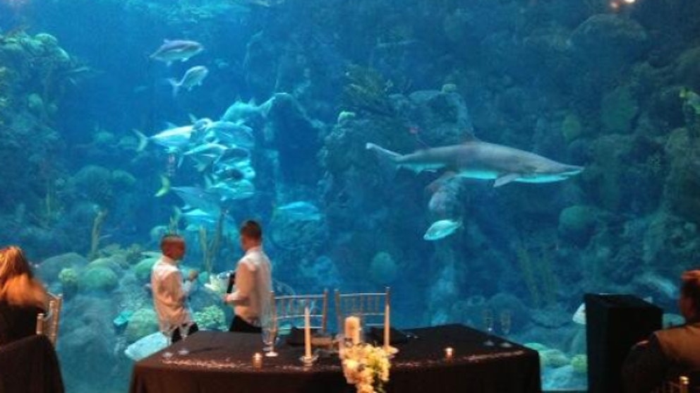 From pizza hut to a shark tank The weirdest wedding locations ever